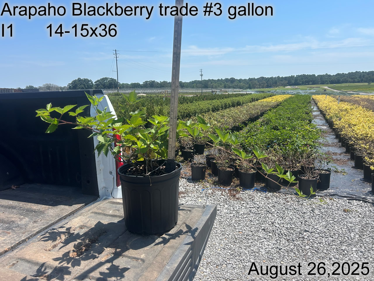 gallery/bka3t i1 aug25.jpg